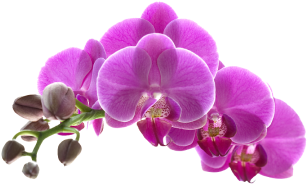 Dịch vụ Nail Landingpage 4 flower_1_3 2
